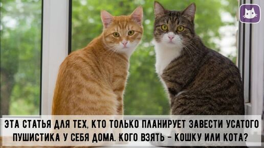 😻Кошка или кот: кого выбрать?