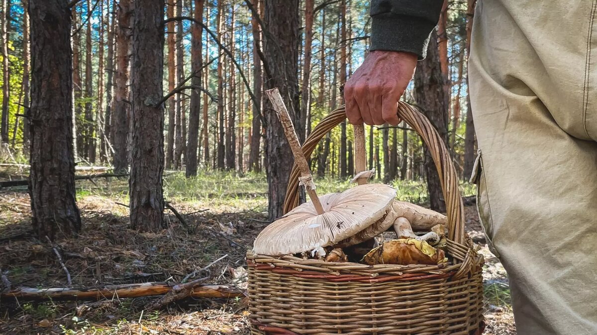     Источник: novostivolgograda.ru