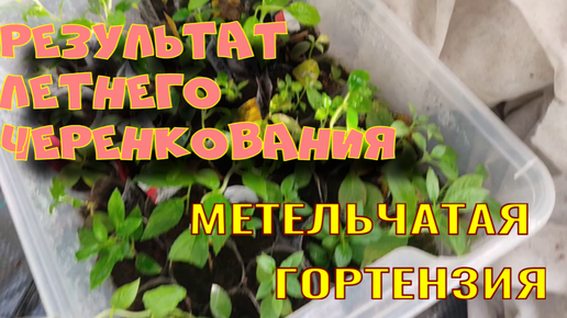 Результат летнего черенкования метельчатой гортензии