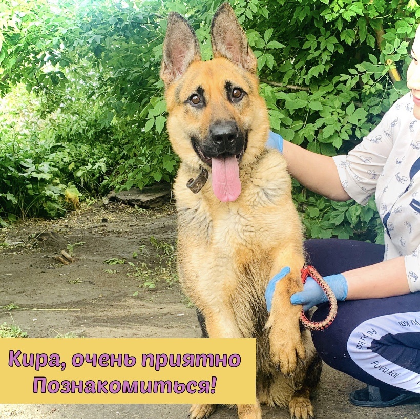 2021 год - Кира только попала в приют "Омские хвостики"