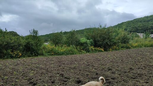 Деревня! На огороде всегда есть пожевать чего!