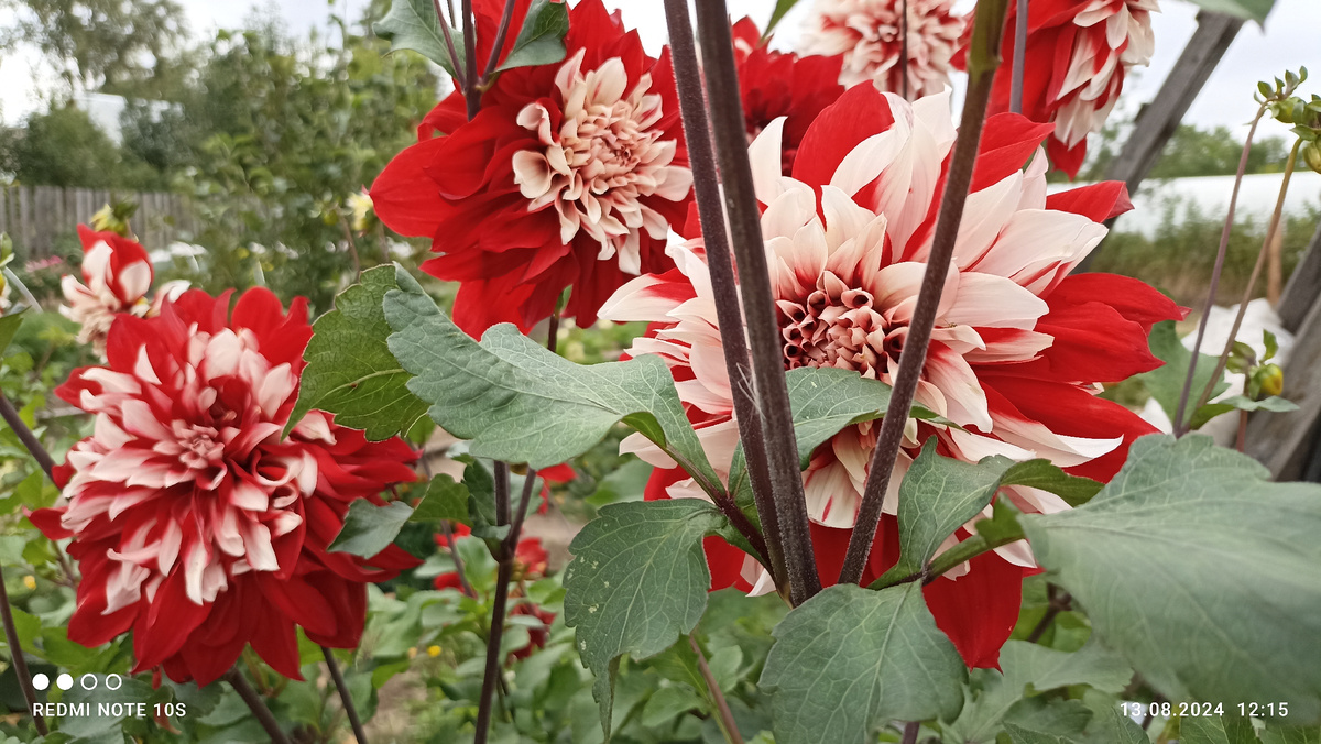 Цветут георгины необычайной красоты. Фото автора.