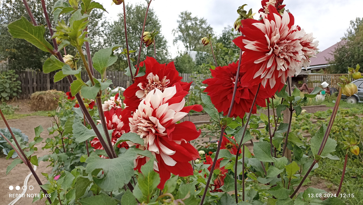 Двухцветные георгины. Фото автора. 