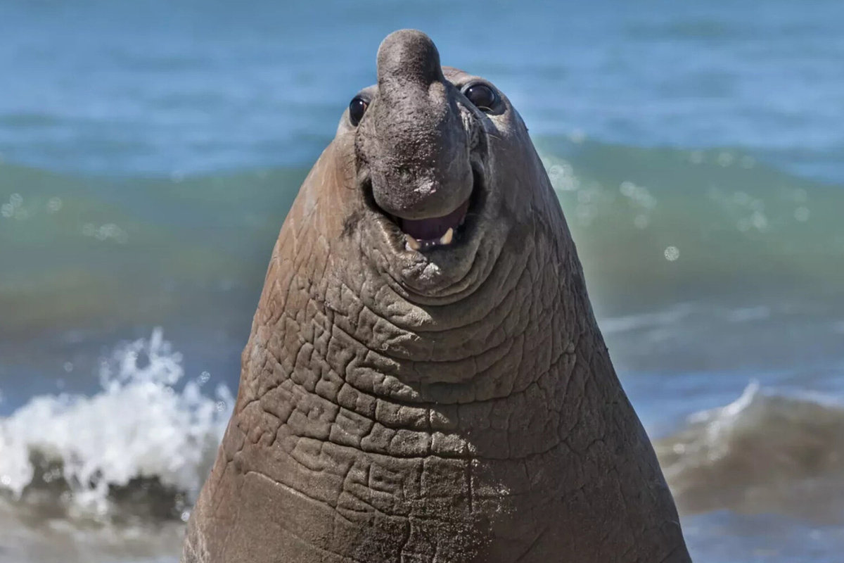"Улыбающийся морской слон" ©Gabriel Rojo/Comedy Wildlife Photography Awards  📷