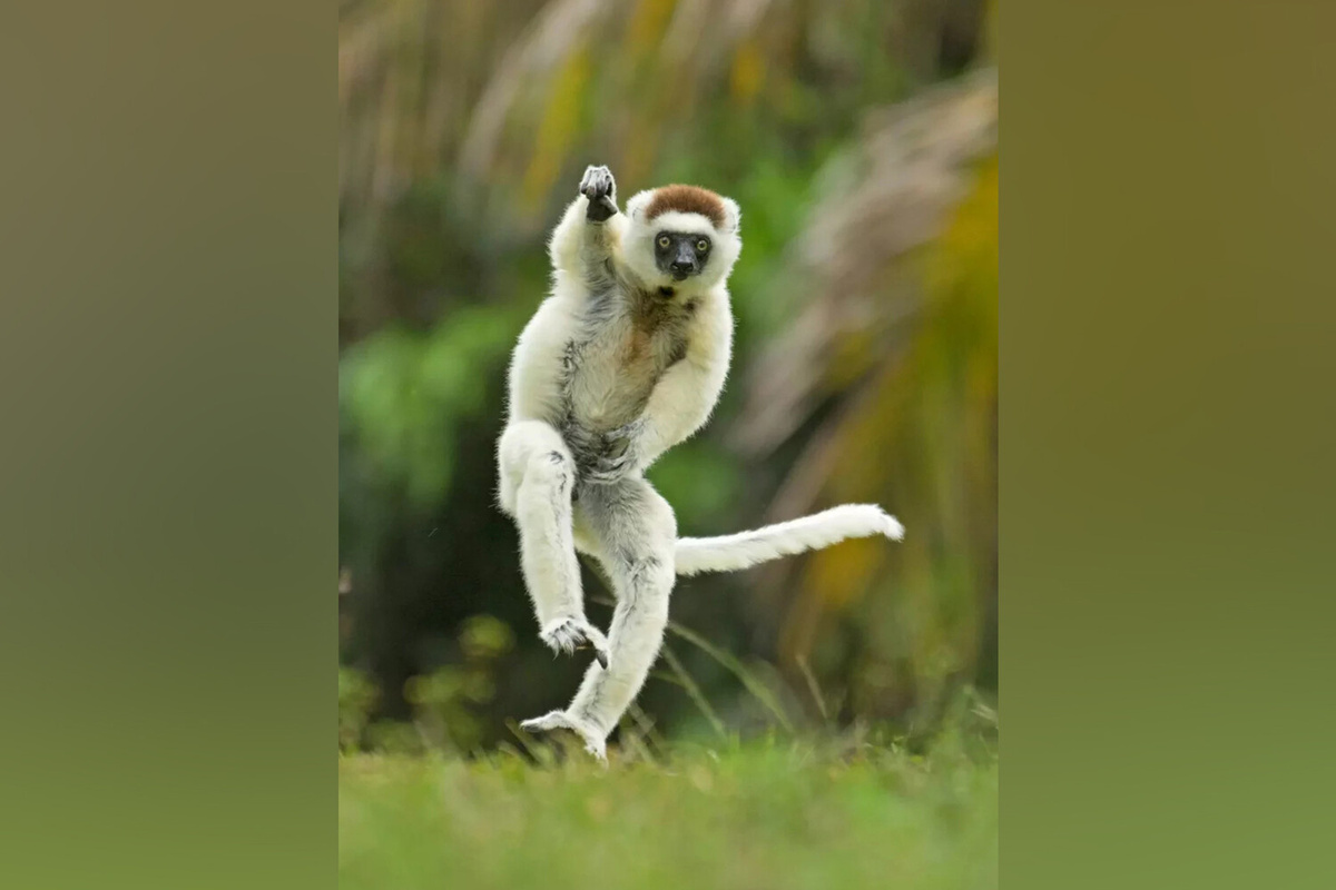 "Новейшее секретное оружие английского крикета!" ©Andy Rouse/Comedy Wildlife Photography Awards  📷