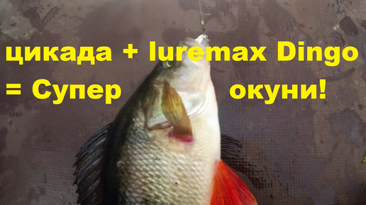 Цикада + Luremax Dingo = Суперокуни