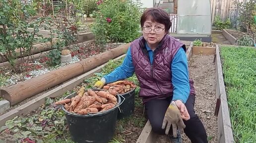 УБОРКА и ХРАНЕНИЕ МОРКОВИ в домашних условиях🥕Куда девать битву☺