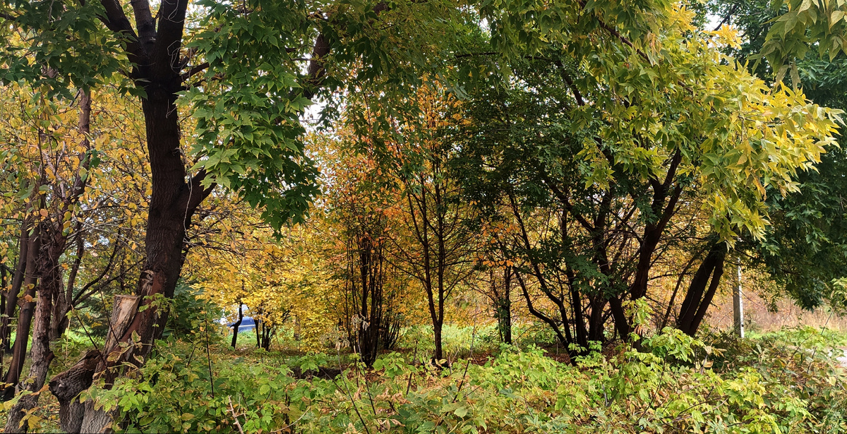 А у нас уже настоящая золотая осень