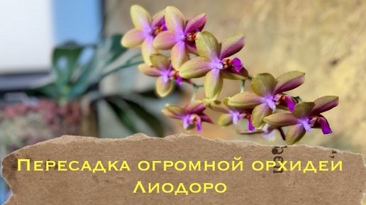 Phal. Liodoro Пересадка большой взрослой цветущей орхидеи 🤞🏻#уходзаорхидеями #orchid