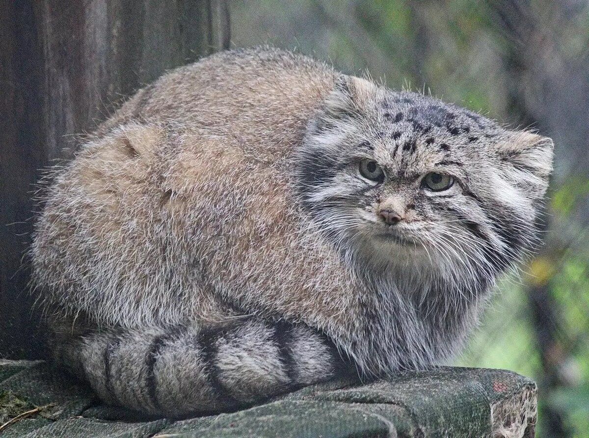     Автор: Анна Новикова