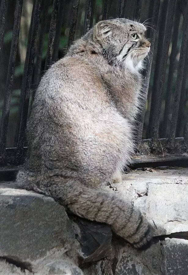     Автор: Анна Новикова