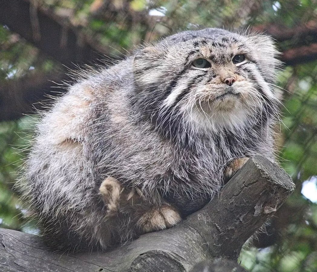     Автор: Анна Новикова