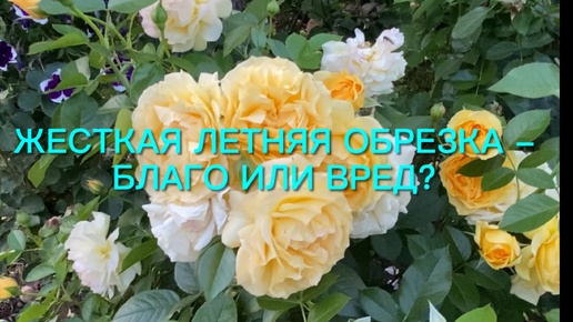 Жесткая обрезка роз летом - благо или вред??? Результат эксперимента.🌹🌹🌹