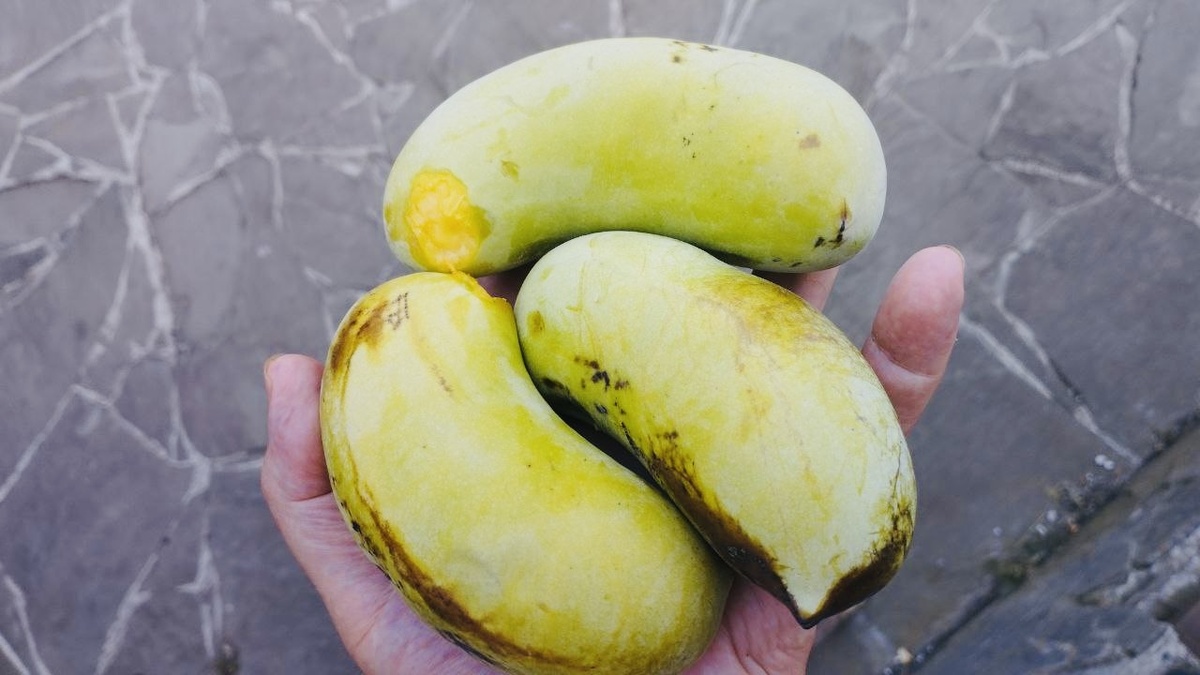 Фото: Николай Лепешко 