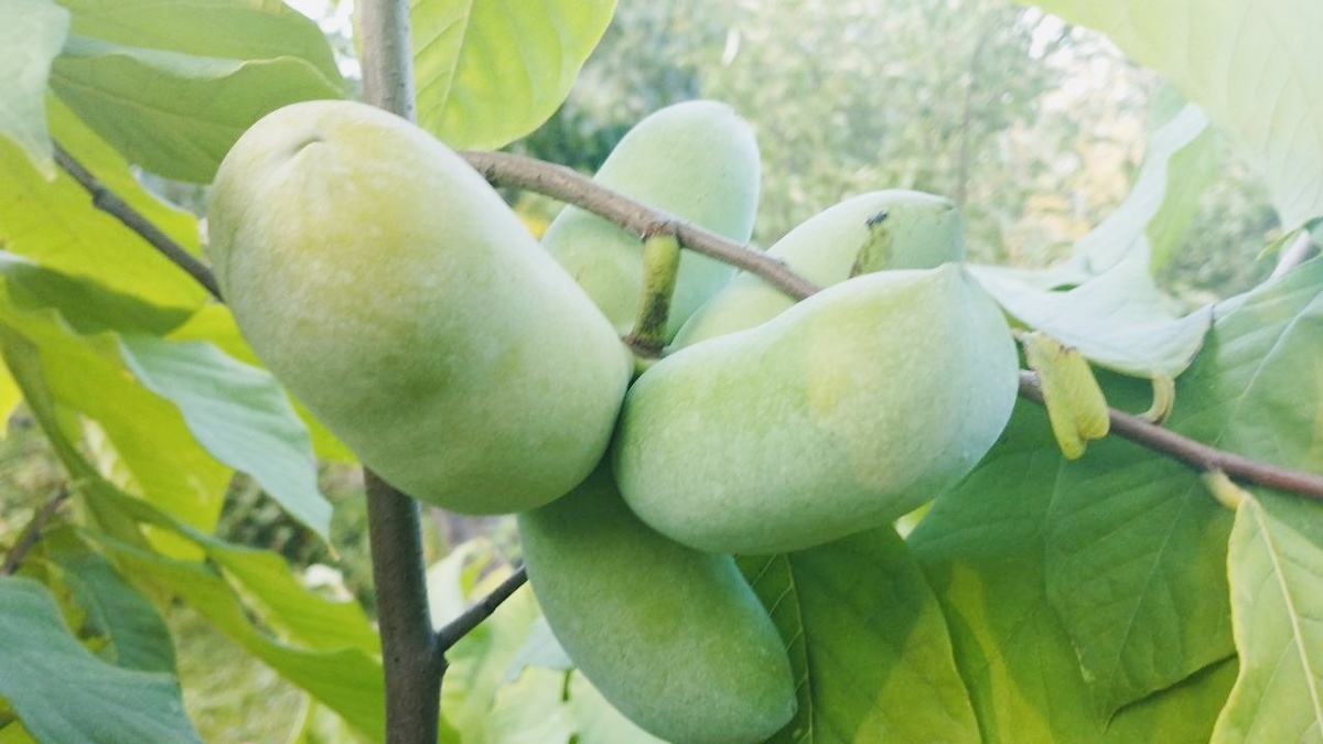 Фото: Николай Лепешко 