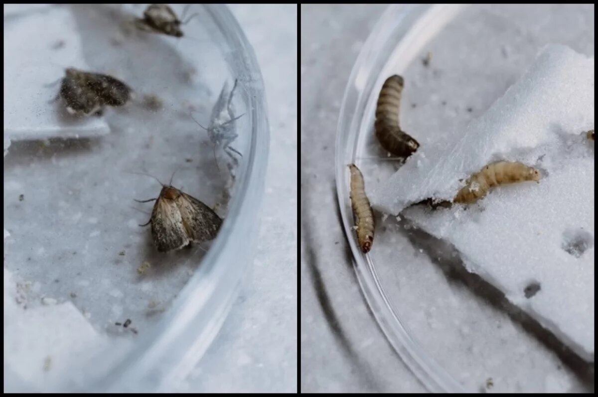    В Новосибирске моль научили утилизировать пластик — она его съедает
