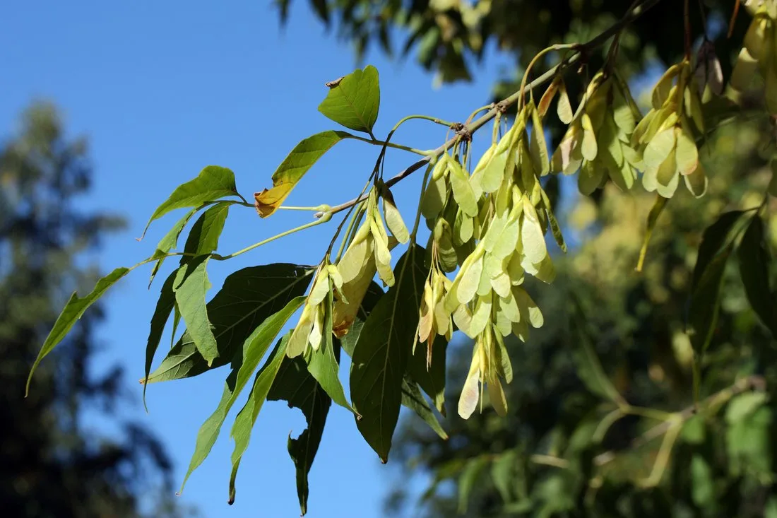 Клён ясенелистный. Фото: plantarium.ru