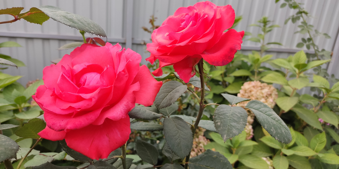 ❌СТОП! Розы 🌹 вымерзнут и почернеют после ❄ зимы при неправильном укрытии!🏠