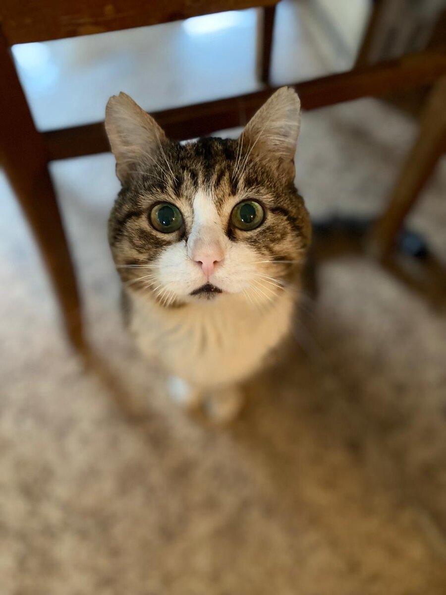 Сева спокойный кот ищет дом