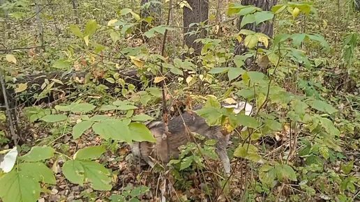 Хаски Умка загнала бурундука на дерево