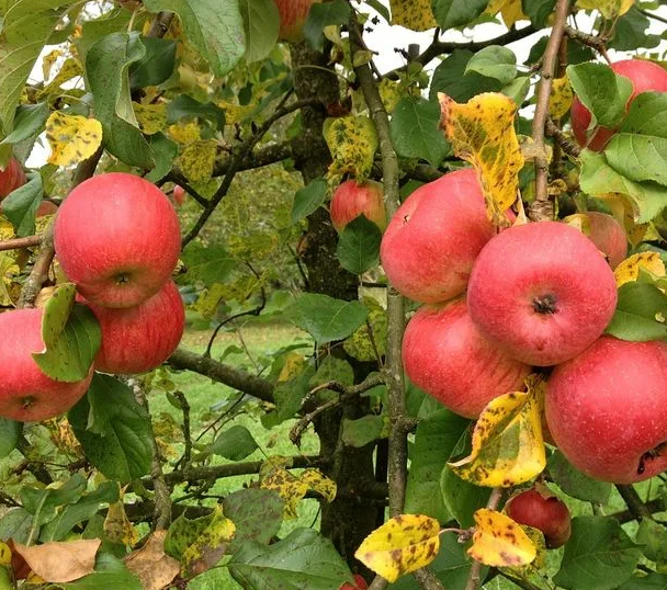 сорт Джонаголд