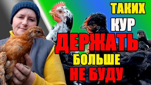 Таких кур ДЕРЖАТЬ больше НЕ БУДУ,