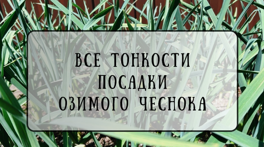 Посадка озимого чеснока. Что важно учесть при посадке чеснока