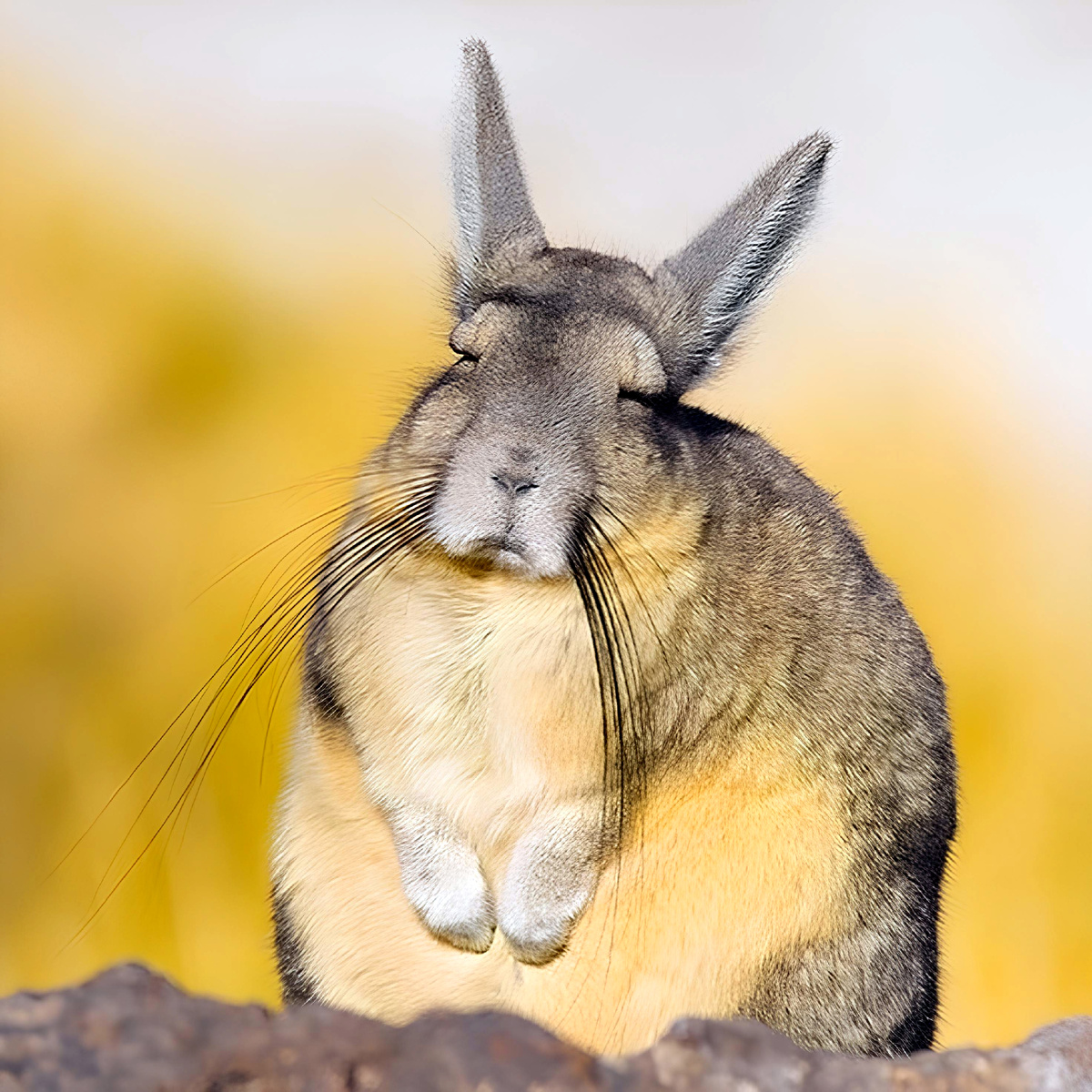 Горная вискаша – тотемное животное бухгалтера