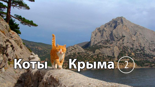 КОТЫ КРЫМА № 2