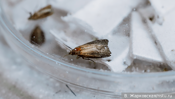     Фото: В. Жарковская/nstu.ru