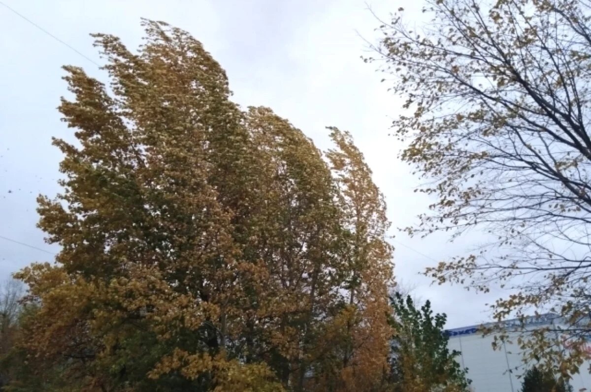    В Удмуртии 28 сентября ожидаются сильные порывы ветра