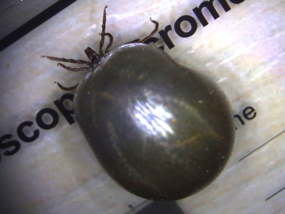 Насосавшийся кошачьей крови клещ. Вид со стороны спинки. Фото автора.