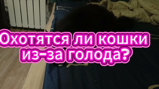 Кошки охотятся не из-за голода