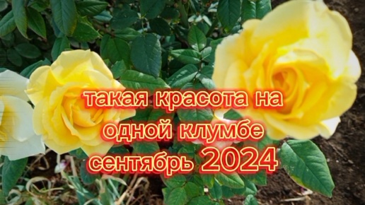 СЕНТЯБРЬ 2024 ПОСЛЕ ЗНОЙНОГО ЛЕТА РОЗЫ ЗАЦВЕЛИ.