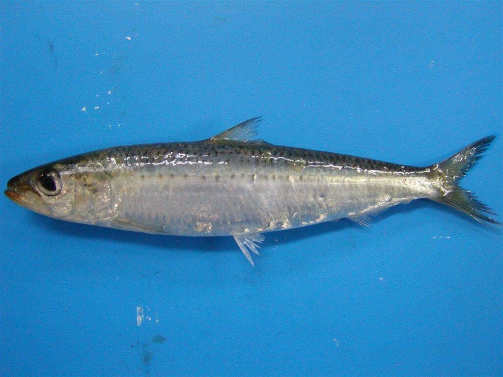 Представитель рода САРДИНОПС. Сардина.