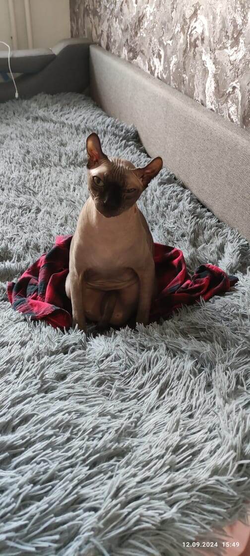 Поспать не дали😹
