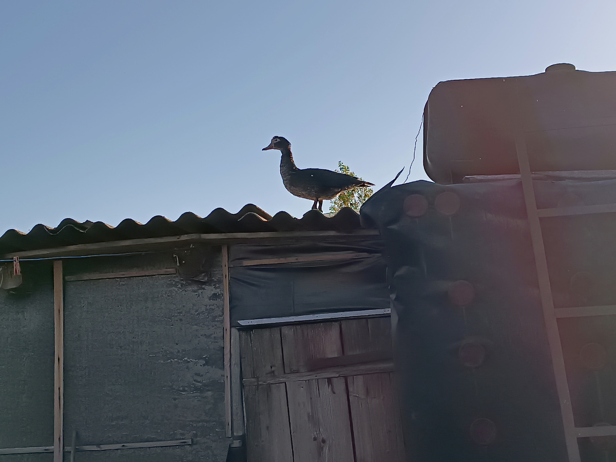 Беглянка на крыше