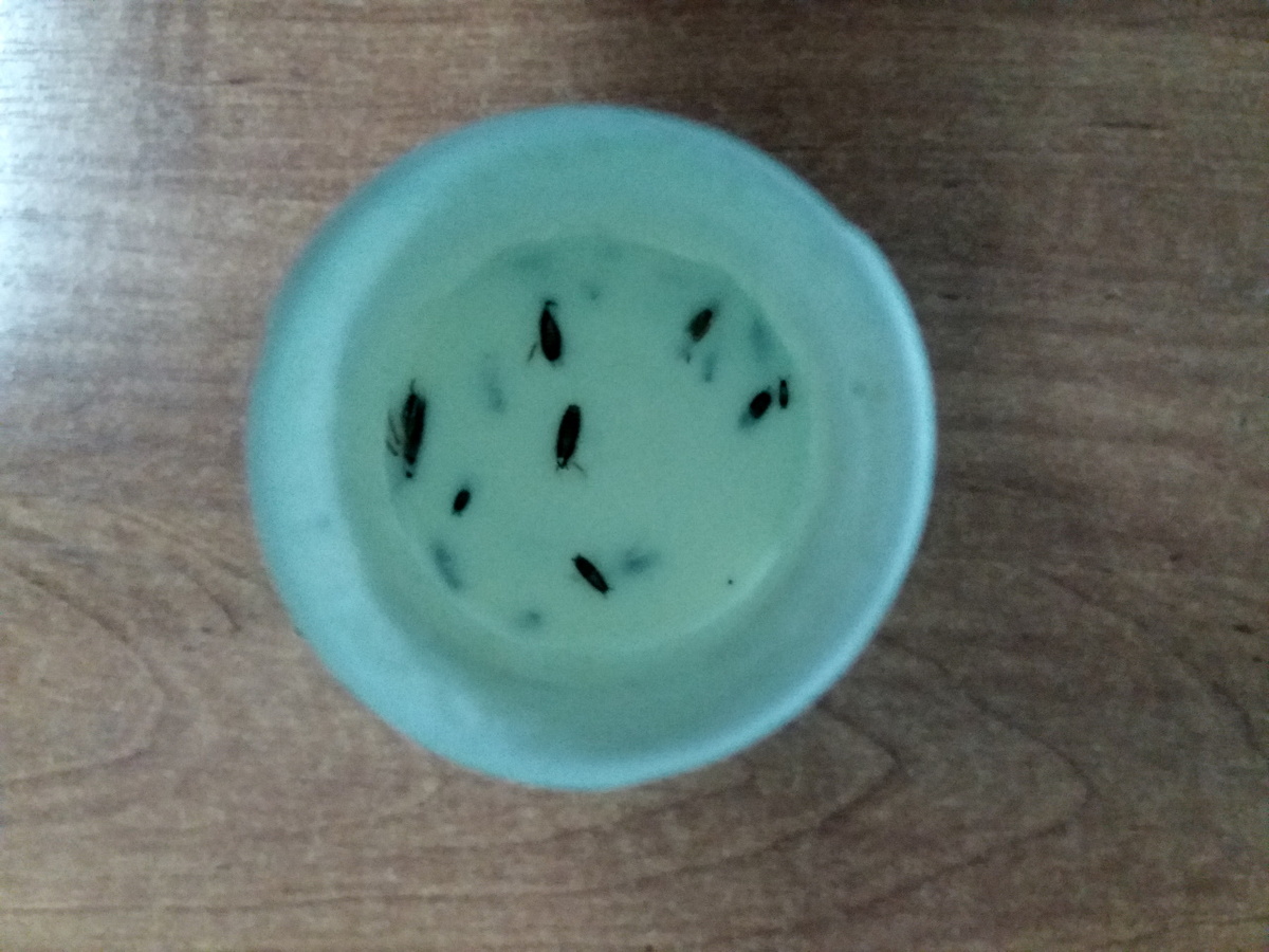 дохлые тараканы в кефире