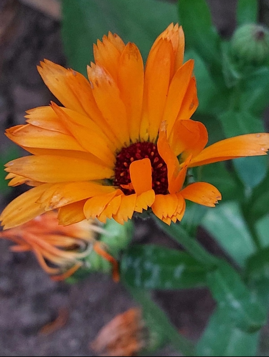 Календула или ноготки