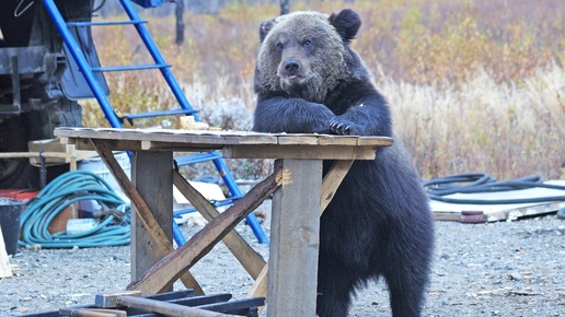 Что делать, если встретил медведя?