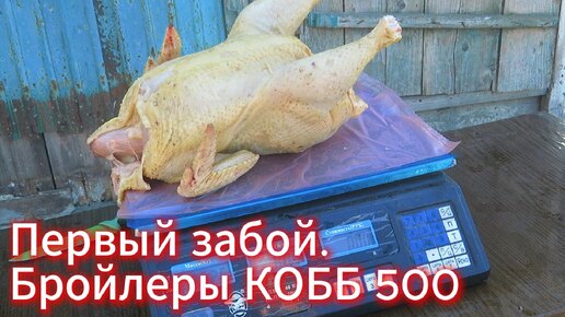 Первый Забой в Этом Году. Бройлеры КОББ-500. Мои результаты.