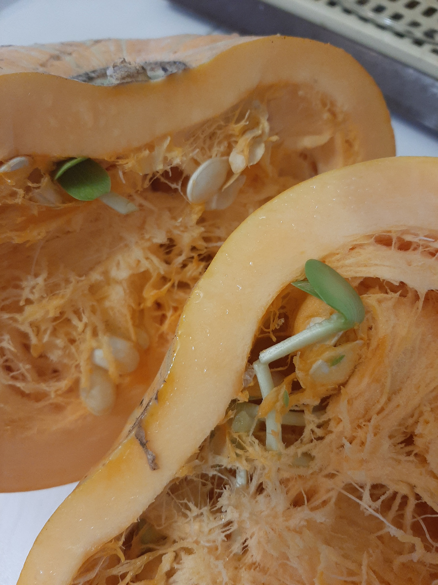 Вот такую тыкву я как-то раз купила в магазине