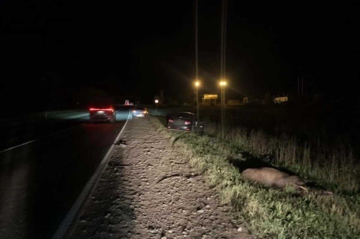    На трассе в Удмуртии Nissan Almera сбил лося