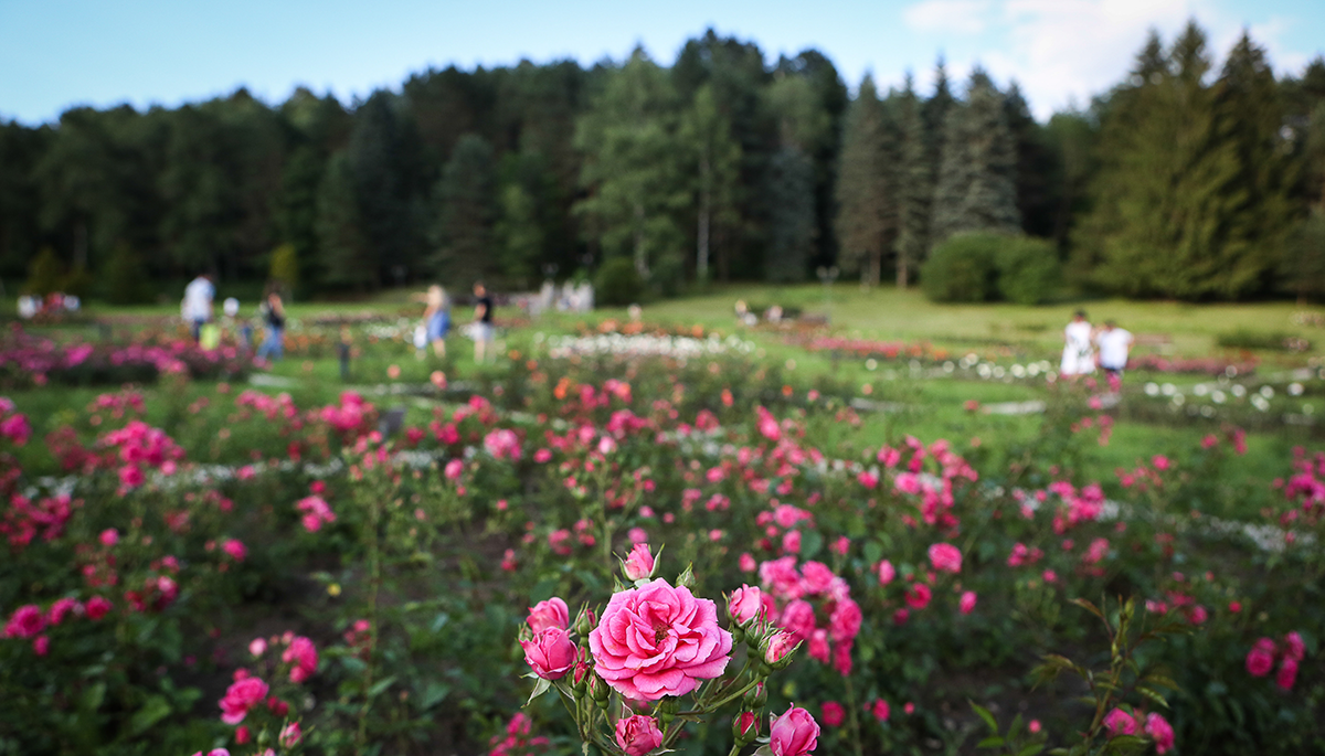 Курортный парк Кисловодска. Фото: Елена Афонина/ТАСС 