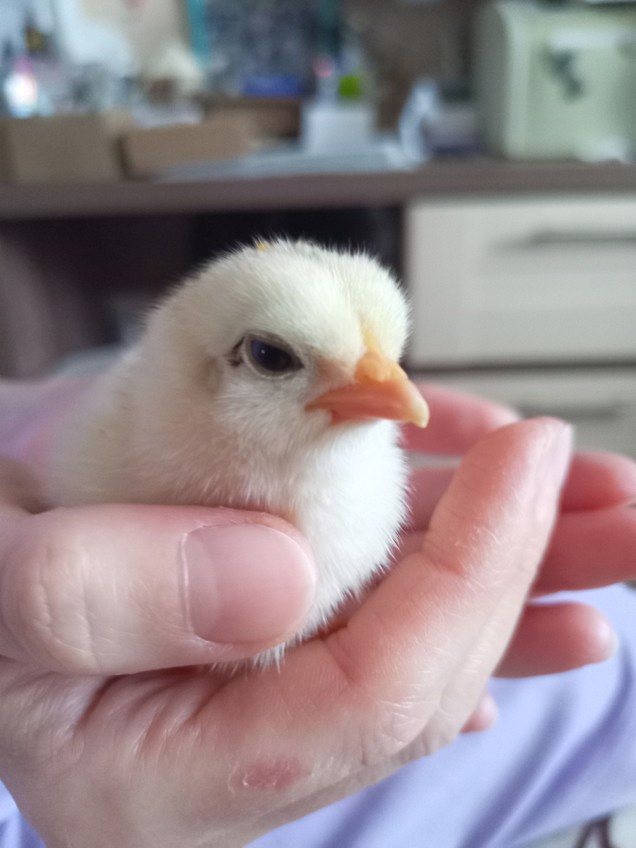 Чика. Второй день у нас. 