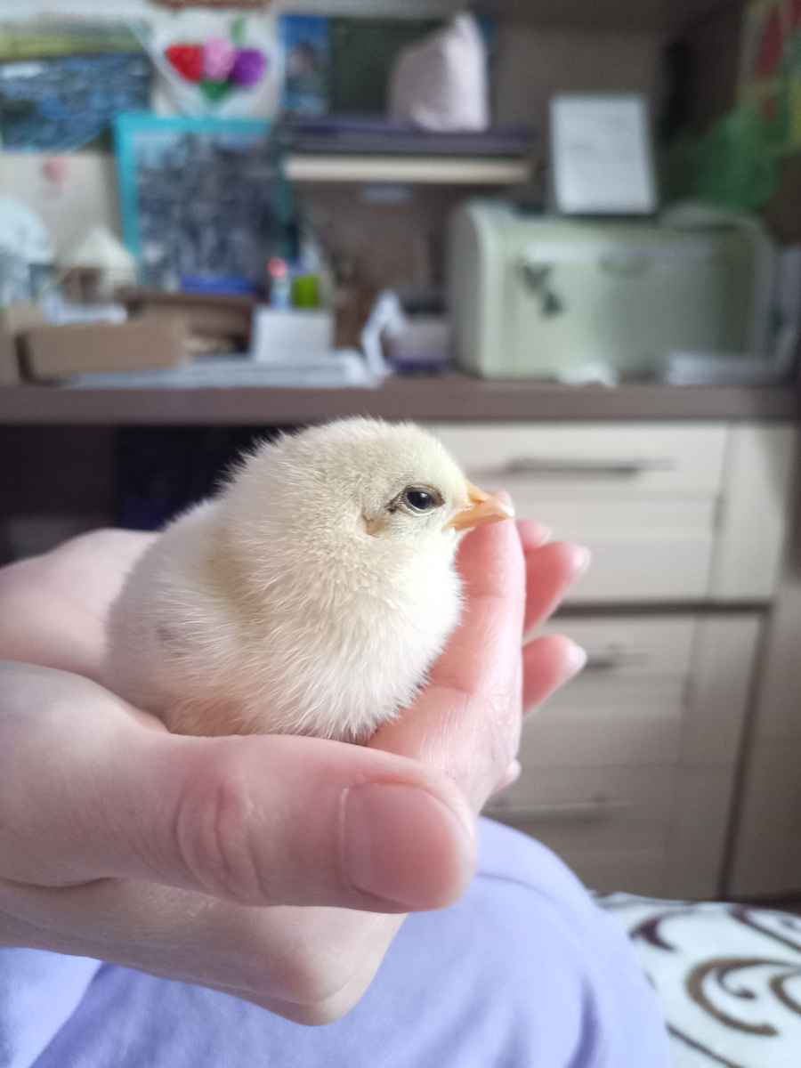 Вот такой пушистый комочек 😍