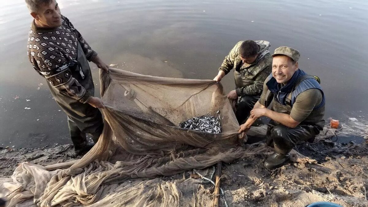     Автор: azniirkh.vniro.ru