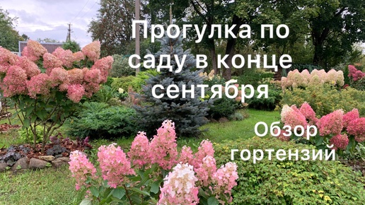 ПРОГУЛКА ПО САДУ В КОНЦЕ СЕНТЯБРЯ. Обзор гортензий🌸