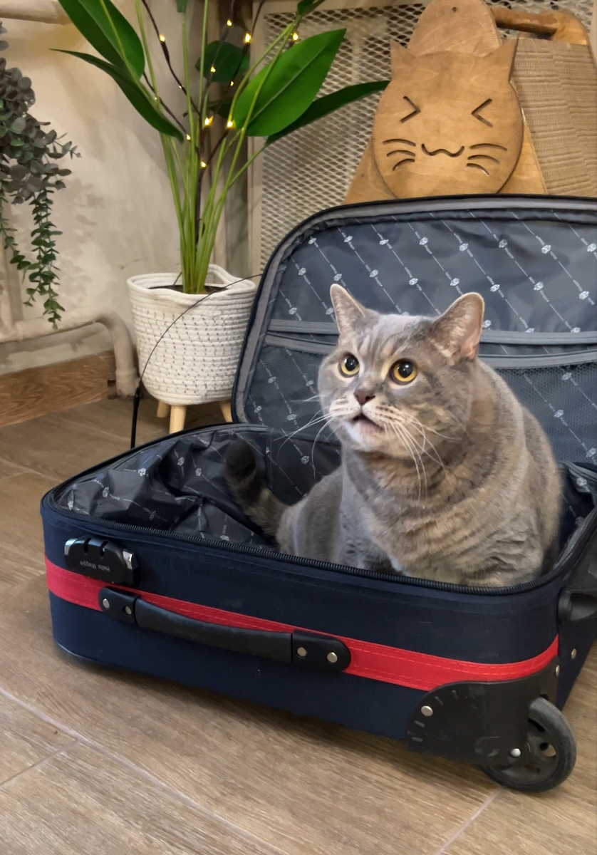 Чтоооо??? Опяяяять??😾🙀