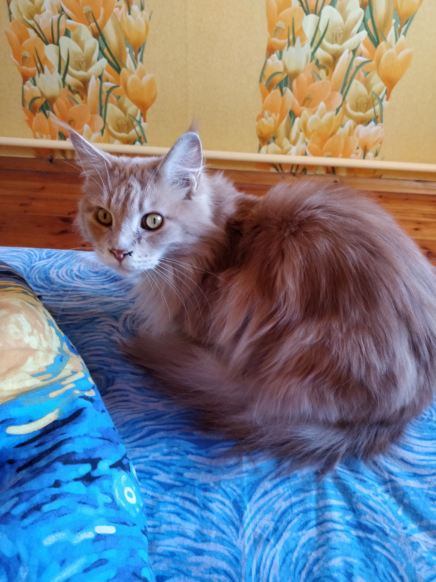 Очень ранимый Котя